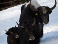 yaks_familienfoto_9089_web