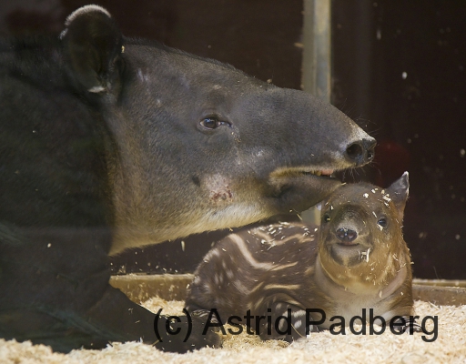 Tapir Susanna mit Baby Bonita