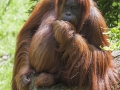 Orang Utan