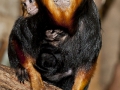 Goldkopflöwenäffchen;Leontopithecus chrysomelas