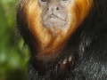 Goldkopflöwenäffchen;Leontopithecus chrysomelas