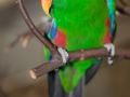 Neuguinea Edelpapagei;Eclectus roratus polychlorus