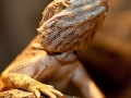 Zwergbartagame;Pogona herylawsoni