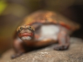 Rotbäuchige Spitzkopfschildkröte;Emydura albertisi