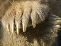 Braunbär, Kodiakbär