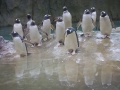 Eselspinguine