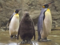 Königspinguine