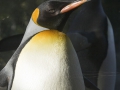 Königspinguin