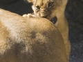 Löwenbabys