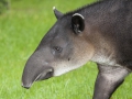 Tapir