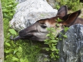 Okapi (Lumela)