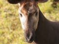 Okapi