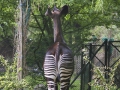Okapi