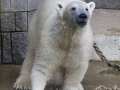 Eisbär, Anori