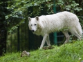 Arktischer Wolf;Canis lupus ssp.