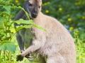 Bennettskänguru;Macropus rufogriseus