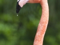 Flamingos