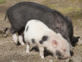 Zwergschweine