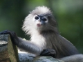 Langur