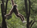 Gibbons