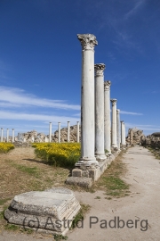 Salamis, Gymnasium