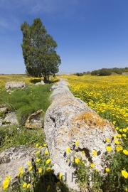 Salamis, Zeustempel