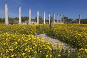 Salamis, Gymnasium