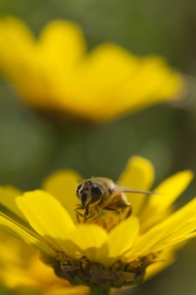 Leucanthemum vulgare; Margeritte