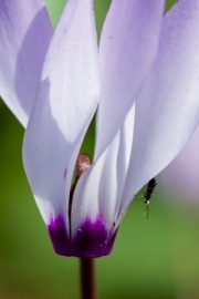 Cyclamen cyprium;Zypern Alpenveilchen