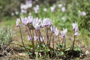 Cyclamen cyprium, Zypern Alpenveilchen