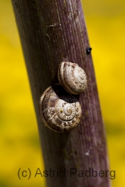 Schnecken