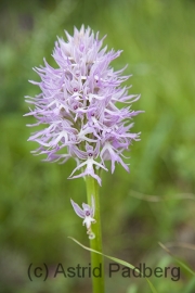 Italienisches Knabenkraut;Orchis italica