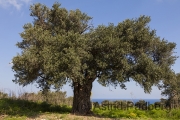 Olivenbaum in Sipahi