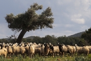Schafe mit Olivenbaum
