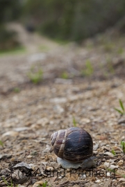 Schnecke