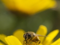 Leucanthemum vulgare; Margeritte