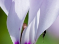 Cyclamen cyprium;Zypern Alpenveilchen