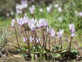 Cyclamen cyprium, Zypern Alpenveilchen