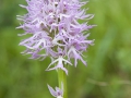 Italienisches Knabenkraut;Orchis italica