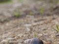 Schnecke