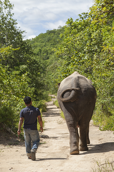 Spaziergang mit Elefant