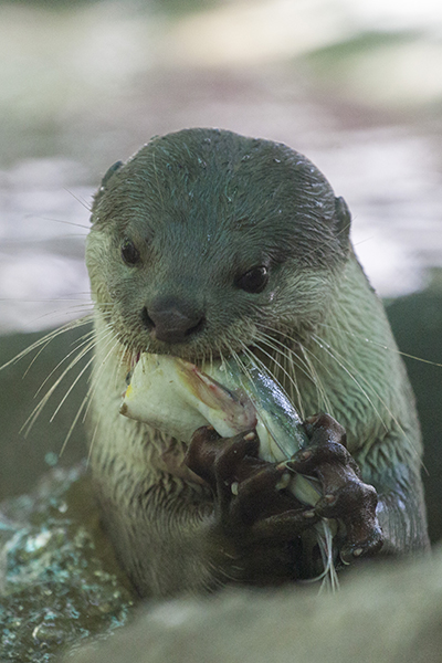 Otter