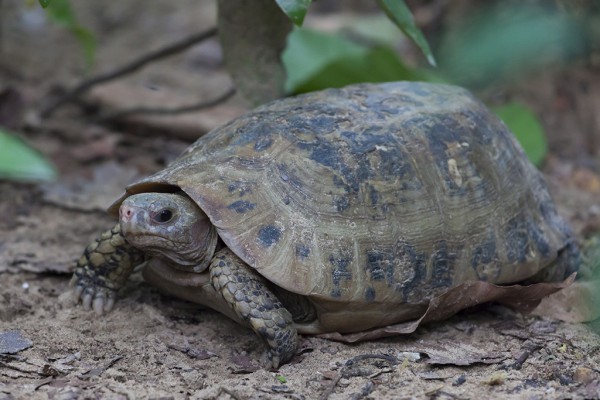 Gelbkopfschildkröte