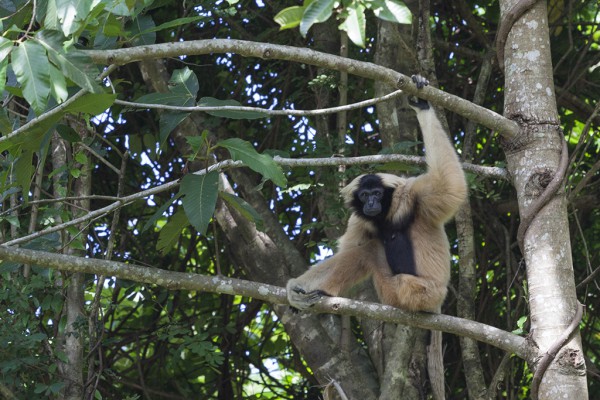 Kappengibbon