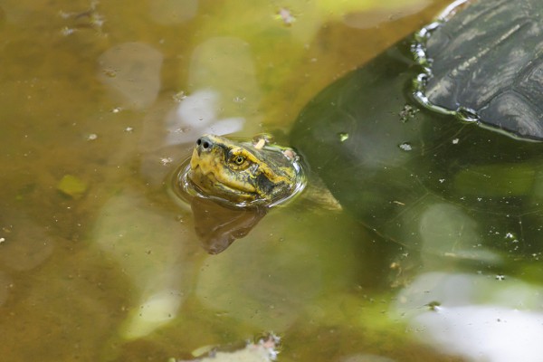 Tempelschildkröte