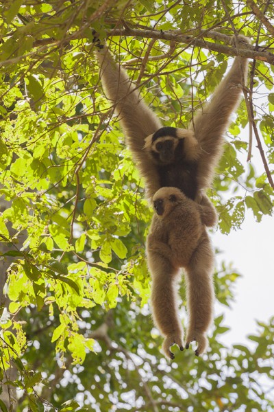 Gibbon