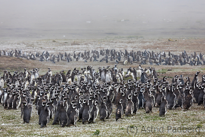 Jugendliche Magellanpinguine