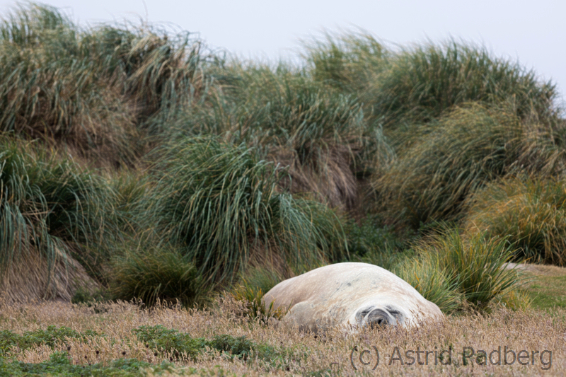 Schlafender Seeelefant, Carcass Island