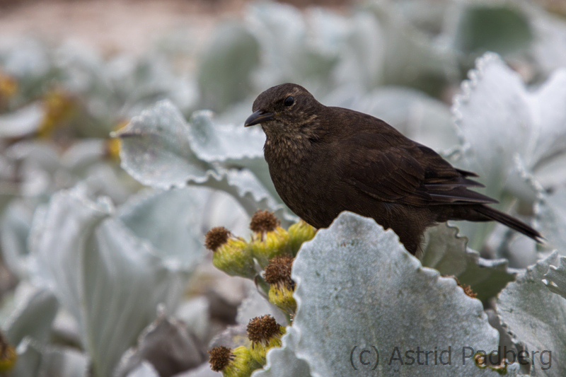 Tussockbird, Einfarb-Uferwipper