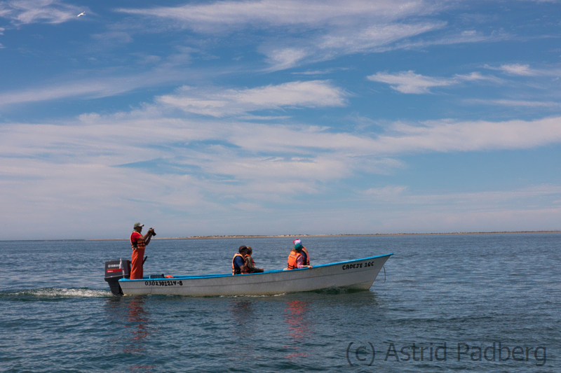 Scammons Lagune, Baja California, Mexiko